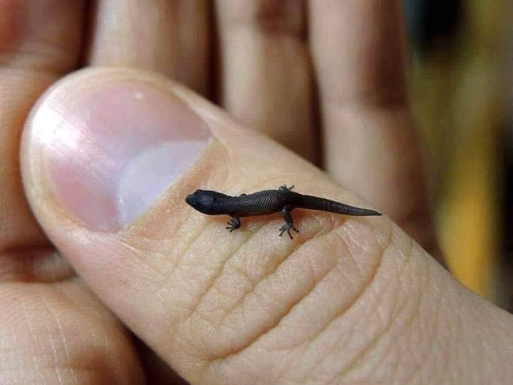 tiny gecko on thumb